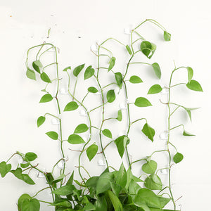 Flower Plant Support Climbing (10 Pcs)